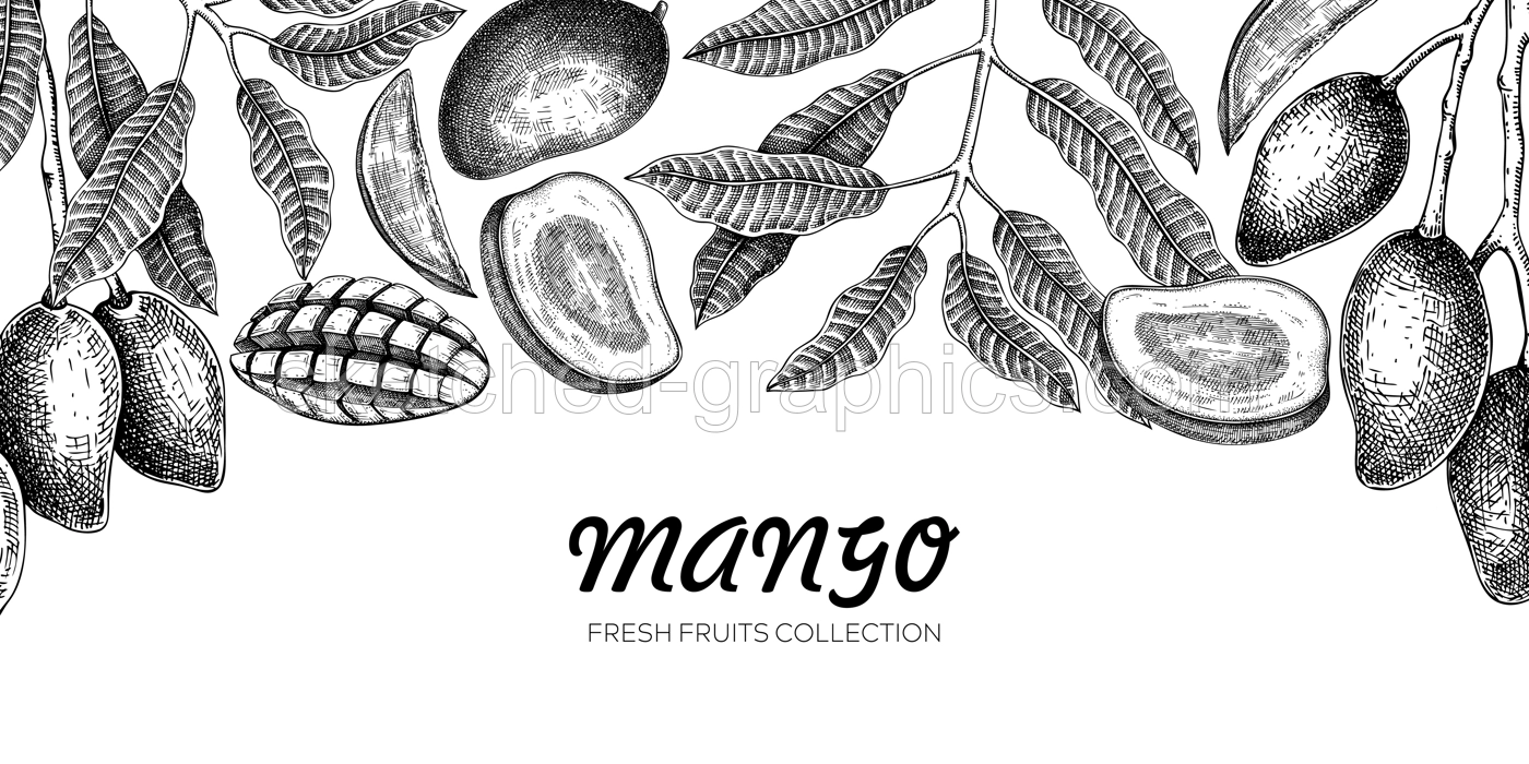 Mango banner template. Exotic fruit hand-drawn vector illustration. Mango fruit, tree branches, leaves sketches on chalkboard. Vintage frame, juice packaging. Healthy food background Illustration